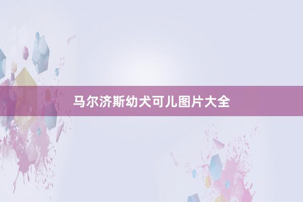 马尔济斯幼犬可儿图片大全